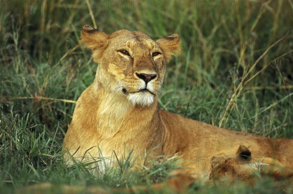 African Lion (panthera leo), Female laying on Grass