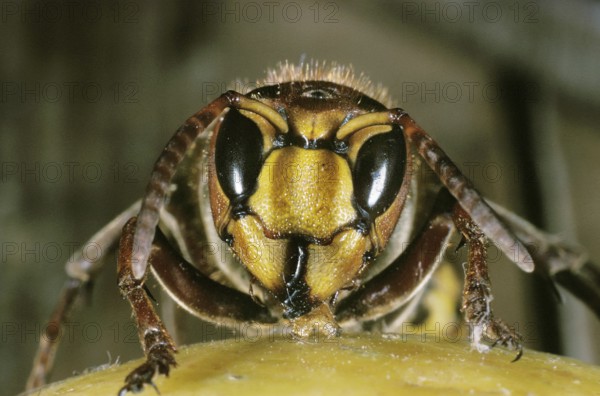 Hornet, vespa crabo, Adult standing on Fruit