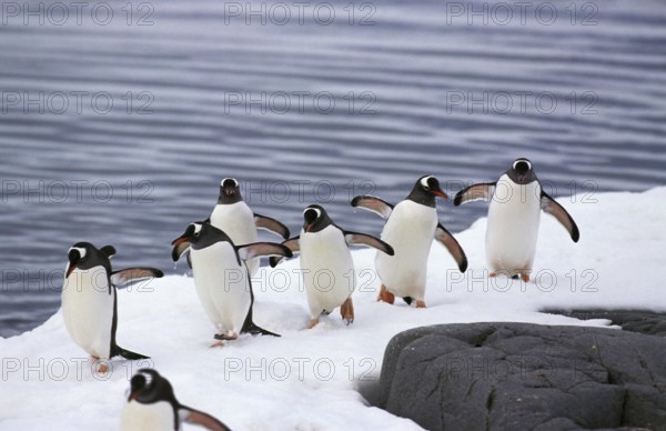 Gentoo Penguin (pygoscelis papua), Group standing on Icefield, Livingstone Island