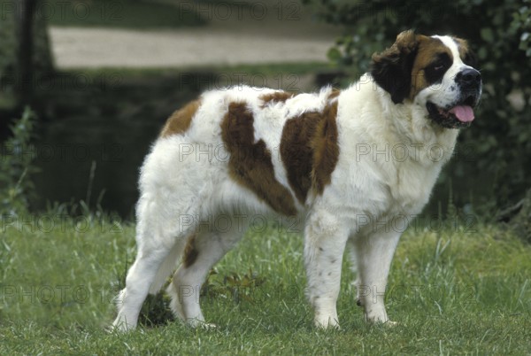 Saint Bernard Dog standing on Grass