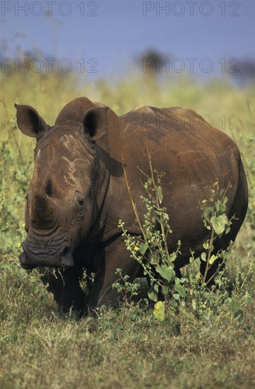 WHITE RHINOCEROS (ceratotherium simum), KENYA