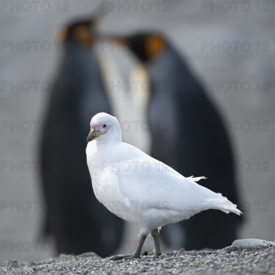 White-faced sheathbill (Chionis alba), St Andrews Bay, South Georgia