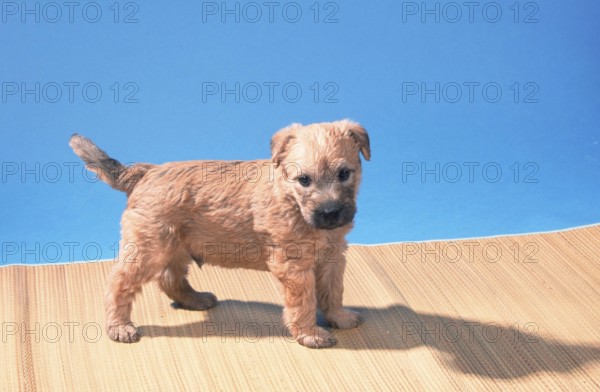 Irish Soft Coated Wheaten Terrier, puppy, 5 weeks old, mammals, mammals, animals, domestic dog, domestic animal, pet, indoor, studio, young animal, young, free-standing, sideways, side, landscape, horizontal, standing, standing
