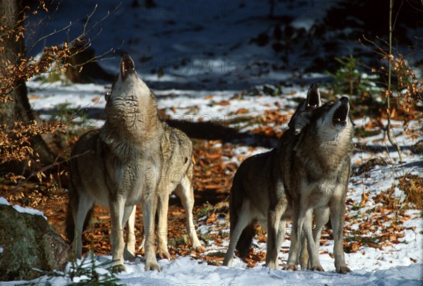 Gray wolves (Canis lupus), howling pack in late winter, Wolves, howling pack, Schnee, snow