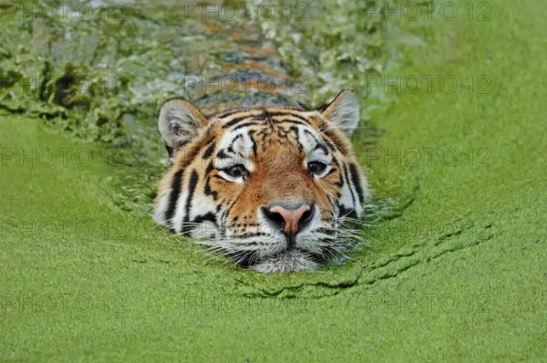 Siberian tiger (Panthera tigris altaica), Amur tiger