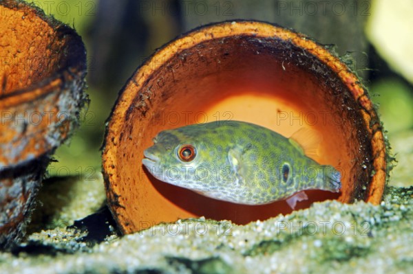 Fang's Puffer (Tetraodon cochinchinensis), Fangs Puffer