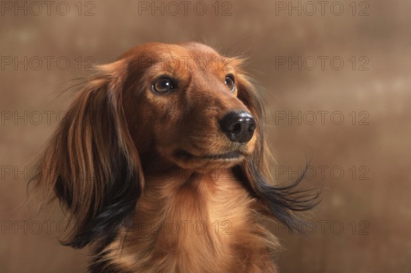 Longhaired dachshund, red, dachshund, dachshund