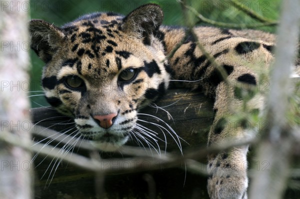 Clouded leopard (Neofelis nebulosa)