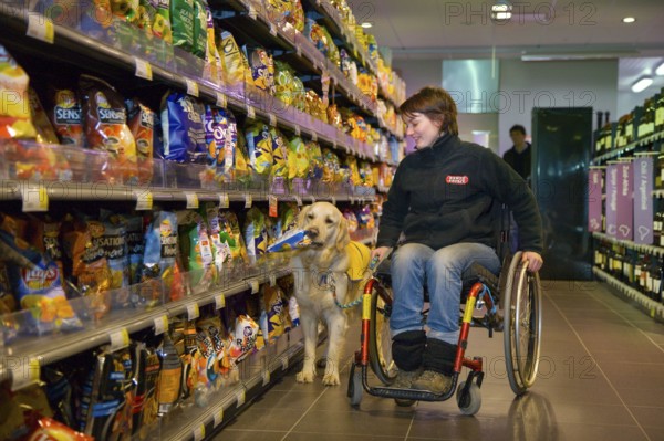 Wheelchair user and Golden Retriever, disabled companion dog, assistance dog, Belgium, Europe