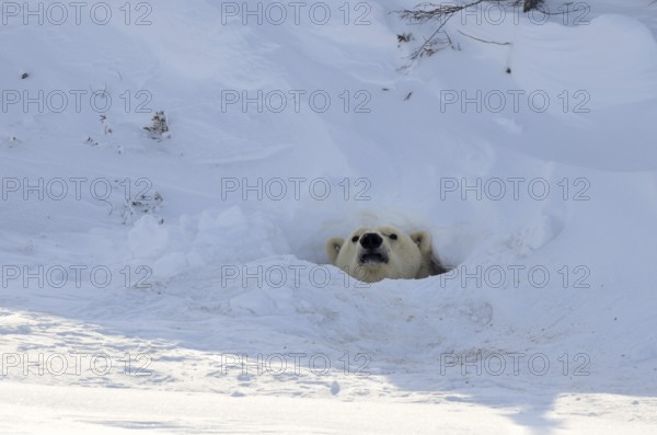 Polar bear (Ursus maritimus) looking out of cave, Wapusk National Park, Churchill, Manitoba (Thalassarctos maritimus), polar bear, polar bear, Arctic, Canada, North America