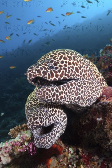 Honeycomb (Gymnothorax favagineus) Morays, North Male Atoll, Indian Ocean, Maldives, Asia