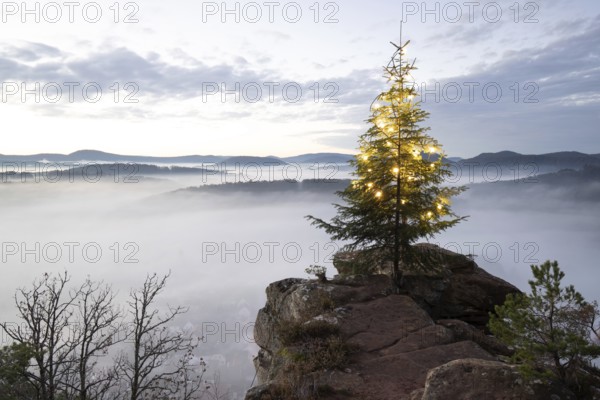 Exhilarating sunrise at the Wachtfelsen. Magical morning mist, clouds and a Christmas tree in the morning light, Wernersberg, Palatinate Forest