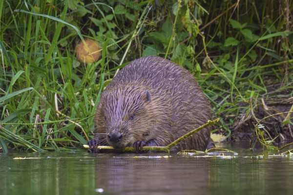 European beaver (Castor fiber) feeding on a willow branch, Eder, Hesse, Germany, Europe