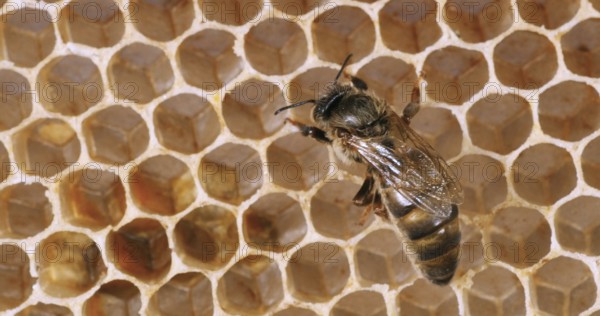 European Honey Bee (apis mellifera), Queen on a Young Wax Ray, Bee Hive in Normandy