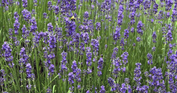Lavender (lavandula), Normandy in France