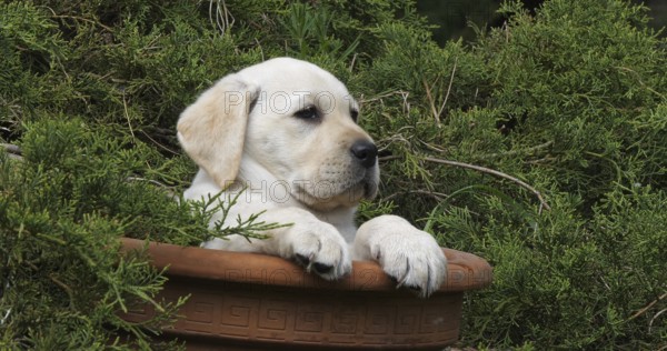 Yellow Labrador Retriever, Puppy Playing in a Flowerpot, Normandy