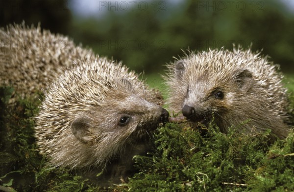 European european hedgehog (erinaceus europaeus), Normandy