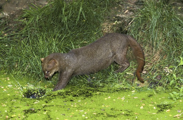 Jaguarundi, herpailurus yaguarondi, adult fishing