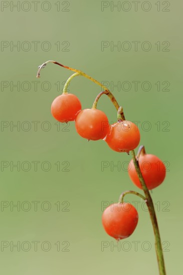 Lily of the valley (Convallaria majalis), berries, Bavaria, Germany, Europe