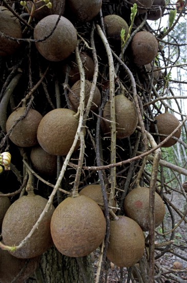 Cannonball Tree (couroupita guianensis), potted fruit tree family, Tarapan Canonball Tree, Irinoco Delta in Venezuela