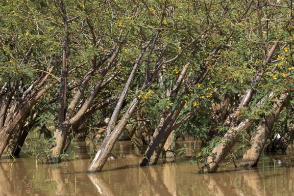 Balsa wood tree, aeschynomene elaphroxylon, trees at Lake Baringo in Kenya