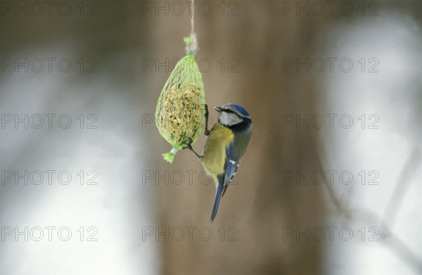 Blue Tit (parus caeruleus), Adult feeding during Winter