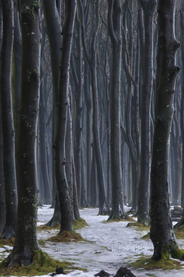 Ghost Forest, NienhagenMecklenburg-Vorpommern, Germany, Europe