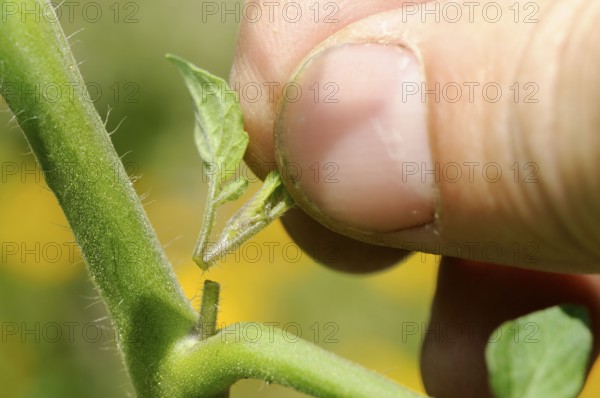 Tomato (Solanum lycopersicum), sprouted, miserly