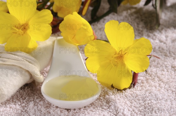 Evening primrose oil (Oenothera biennis), evening primrose, evening primrose oil
