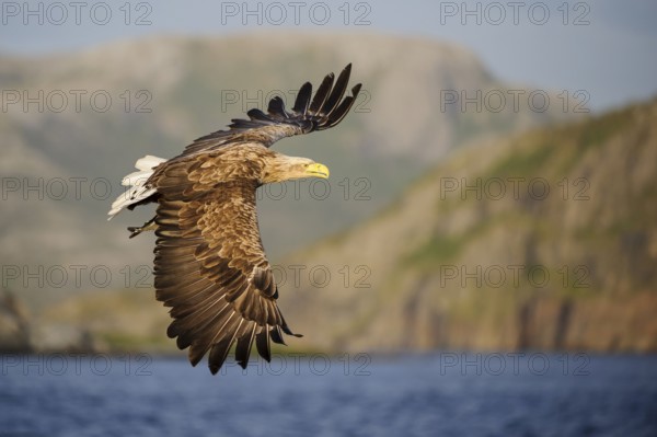 White-tailed eagle (Haliaeetus albicilla) , exempted, with captured fish, Norway, Europe
