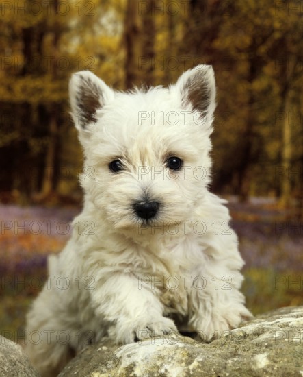 West Highland White Terrier or Westy, puppy