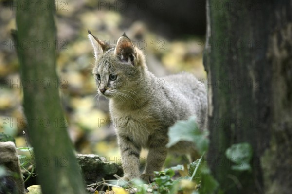 Jungle Cat (felis chaus), Cub