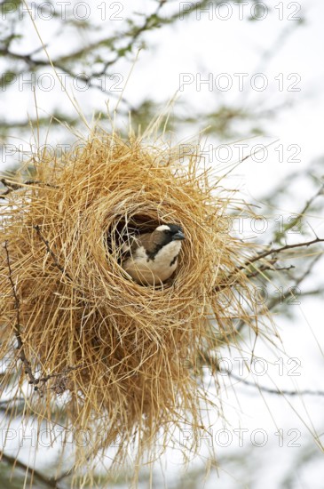 White-browed sparrow-weaver (plocepasser mahali), adult in nest, Masai Mara Park in Kenya