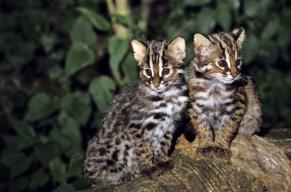 Amur Leopard Cat (prionailurus bengalensis) or Siberian Leopard Cat euptilura, Cub