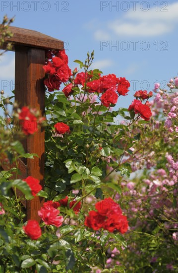 Oberderdingen, rose garden, climbing roses on scaffolding