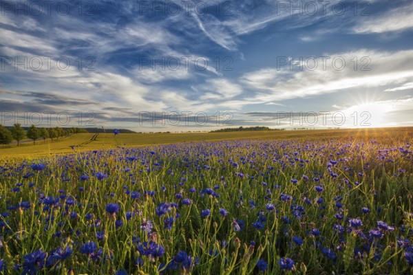 Cornflowers in the sunset Harz