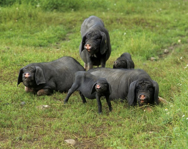 Meishan pig (Sus scrofa f. domestica) Chinese masked pig