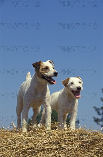 Jack Russell Terrier, Dog on Straw Pile