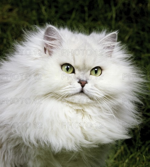 Chinchilla Persian domestic cat, portrait of an adult