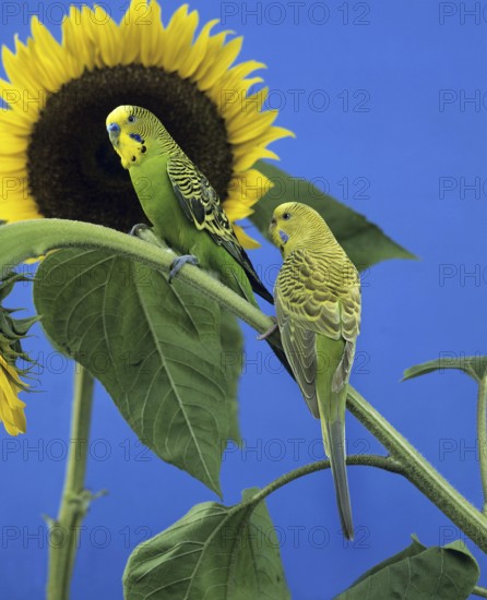 BUDGERIGAR (melopsittacus undulatus), PAIR STANDING ON SUNFLOWER