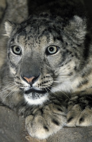 Snow Leopard or Ounce, uncia uncia, Portrait of Adult