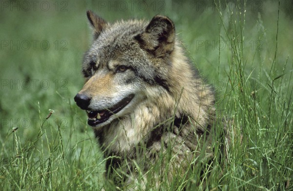 European Wolf (canis lupus), Head of Adult emerging from Long Grass