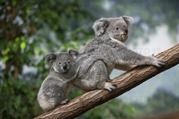 Koala (phascolarctos cinereus), Female carrying Young on its Back