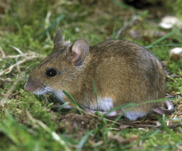 Long Tailed Field Mouse (apodemus sylvaticus), Adult standing on Grass