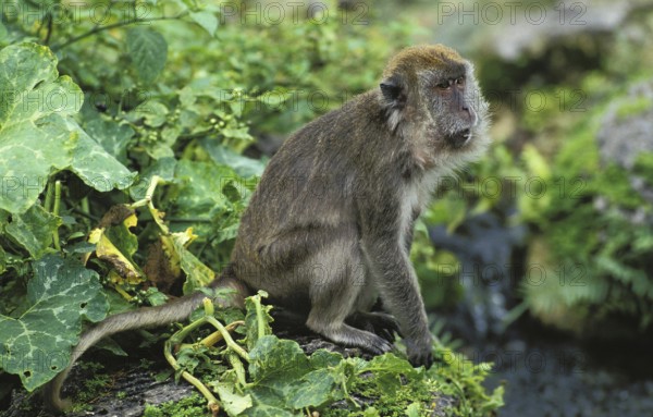 Long Tailed Macaque (macaca fascicularis), Adult sitting