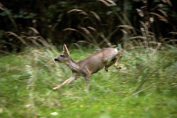 Roe Deer (capreolus capreolus), Female running through Long Grass, Normandy