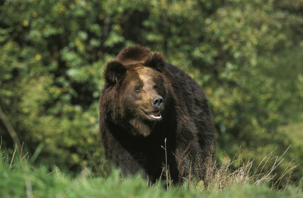 Brown Bear (ursus arctos), Adult standing on Grass