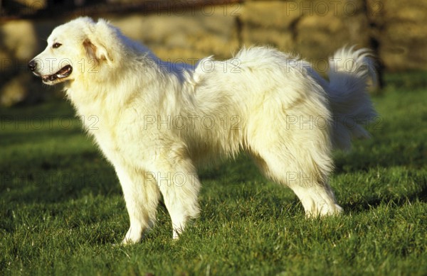 Great Pyrenees Dog or Pyrenean Mountain Dog, Male Sitting on Grass
