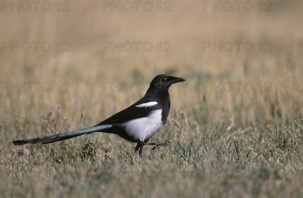 BLACK BILLED MAGPIE (pica pica) WALKING ON GRASS