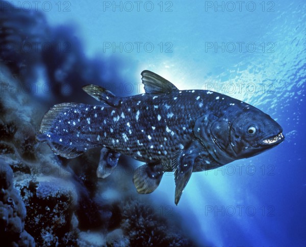 Coelacanth (latimeria chalumnae)
